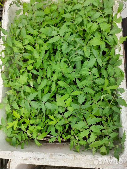 Рассада помидор, перцев, сельдерей