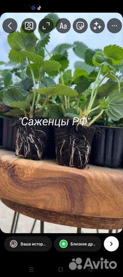 Рассада клубники