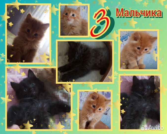 Котята в добрые руки даром