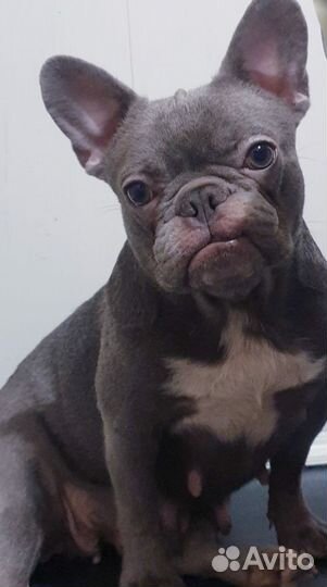 Французский бульдог,лиловая девочка 1 год