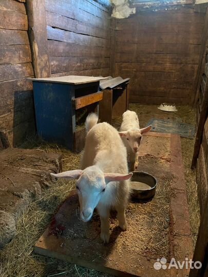 Продаются козлики зааненской породы