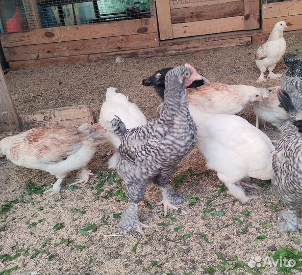 Петушки на племя мехеленская кукушка