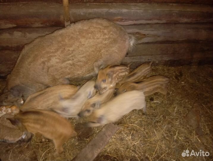 Продам поросят