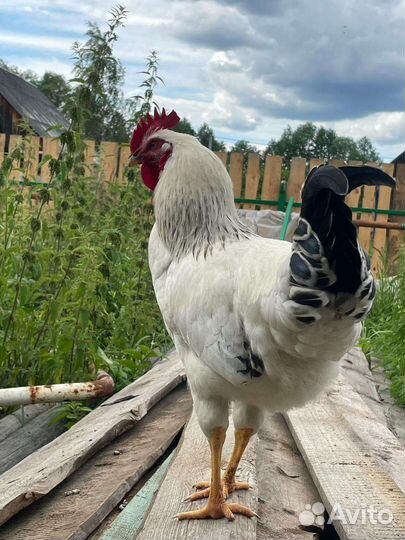 Петух Адлерский серебристый