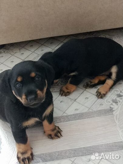 Щенки таксы