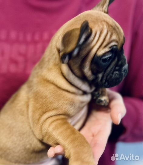 Щенки французского бульдога