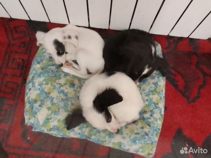 Продам щенки бигли метисы