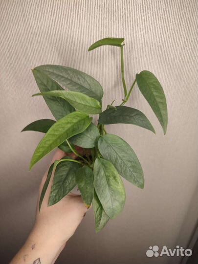 Ароидные и не только