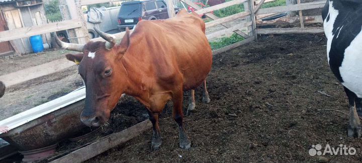 Продам коров