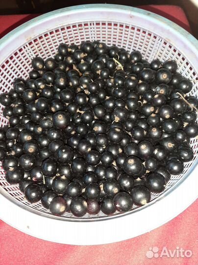 Черная смородина ягода