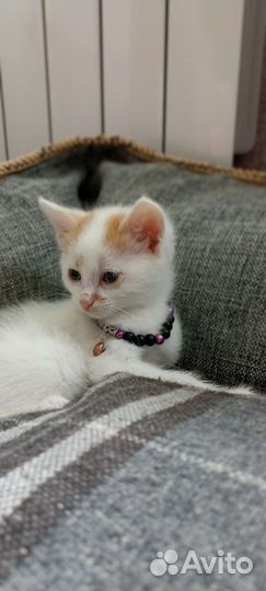 Котятки от кошки крысоловки