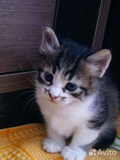 Котята в добрые руки мальчики