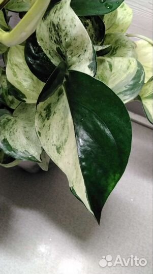 Эпипремнум Хеппи Лив