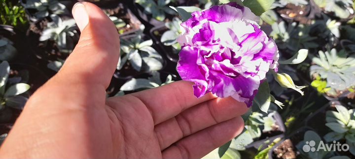 Комнатное растение