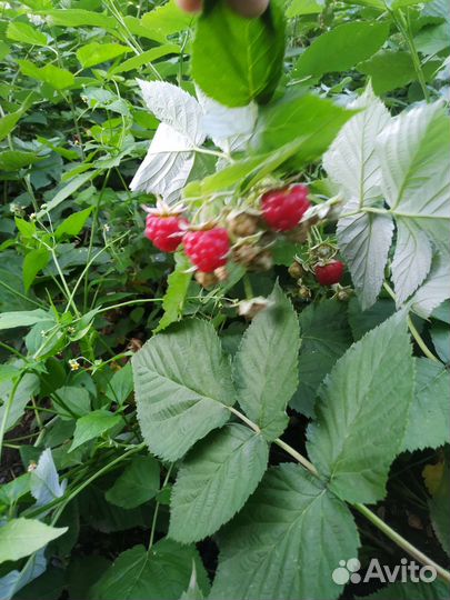 Горная малина./варенье