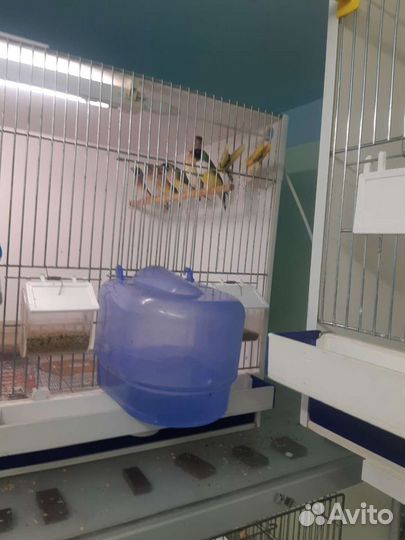 Амадины Гульда от заводчика