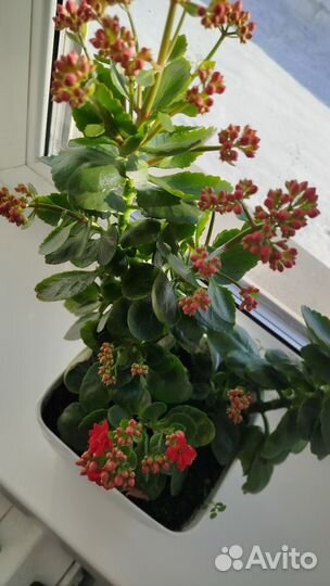 Цветы домашние в горшках