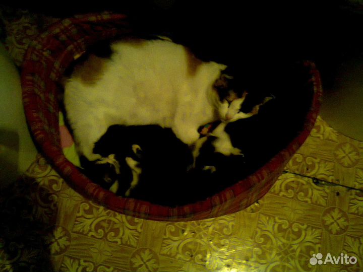 Очаровательные котята с доставкой