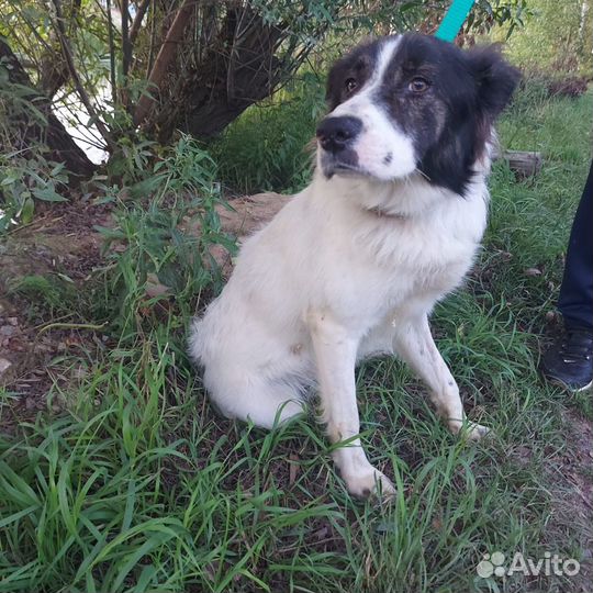 Предали.собака в дар в добрые руки