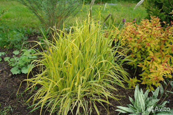 Многолетние цветы