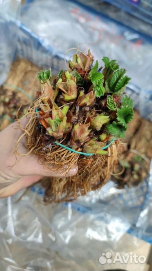 Рассада клубники