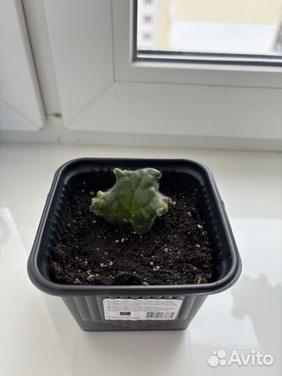 Фиалка сортовая