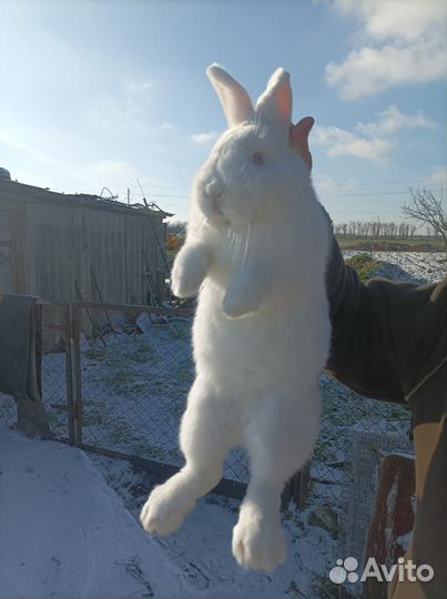 Кролики нзб