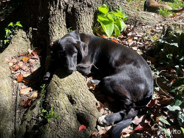 Молодая собачка в самые добрые ручки)