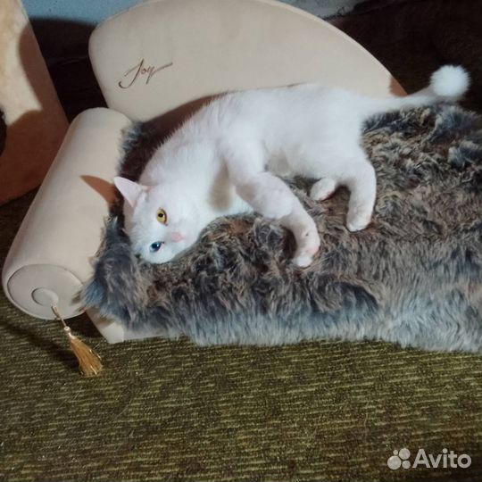 Гостиница для кошек 