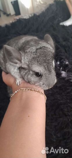 Домашние животные