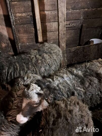 Овцы, бананы