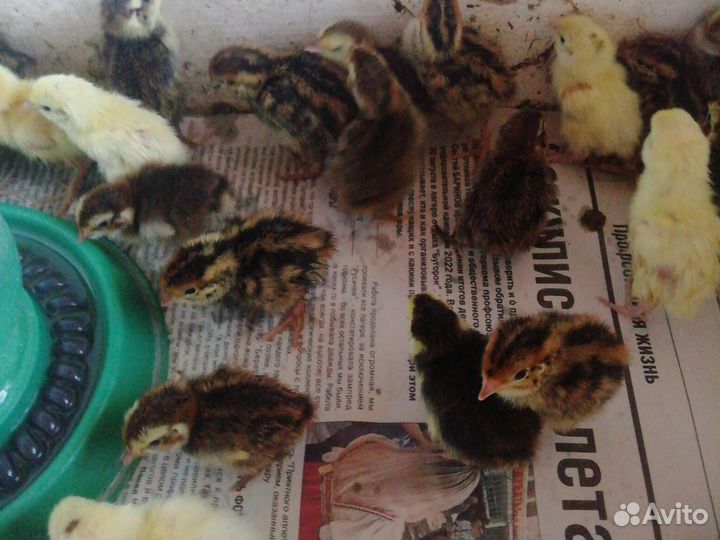 Яйцо перепела