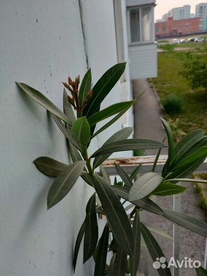 Олеандр махровый