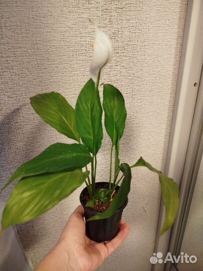 Спатифиллум