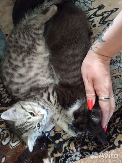 Котик и кошка