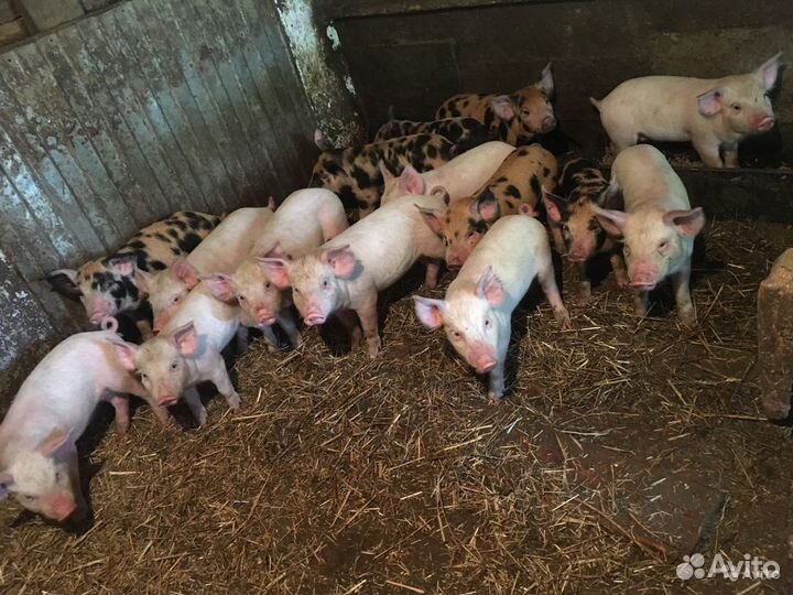 Домашние поросята