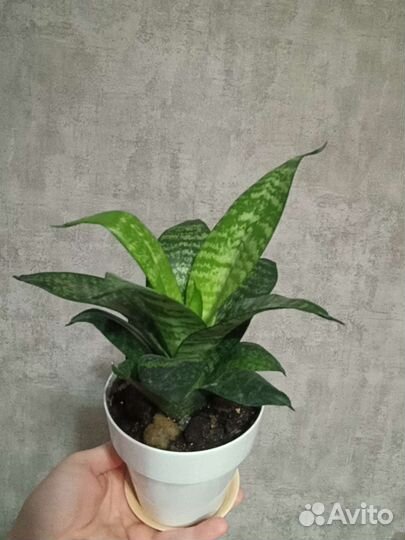 Сансевиерия