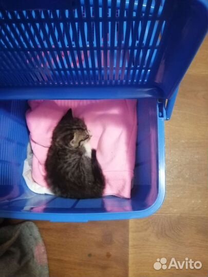 Отдам в хорошие руки котенка