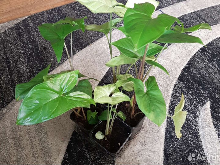 Пелоргония