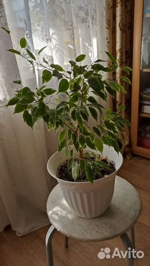 Фикус бенджамина пестролистный