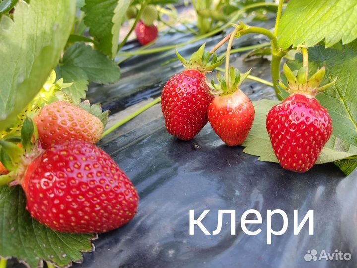 Рассада клубники клери