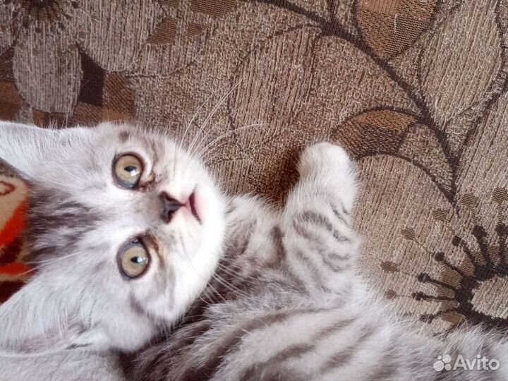 Шотландские вислоухие котята мраморные