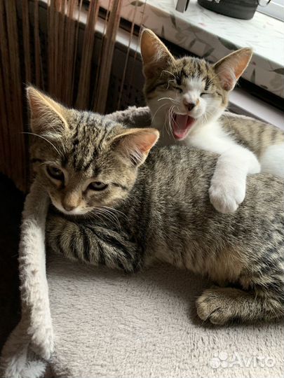 Кошка в дар бесплатно