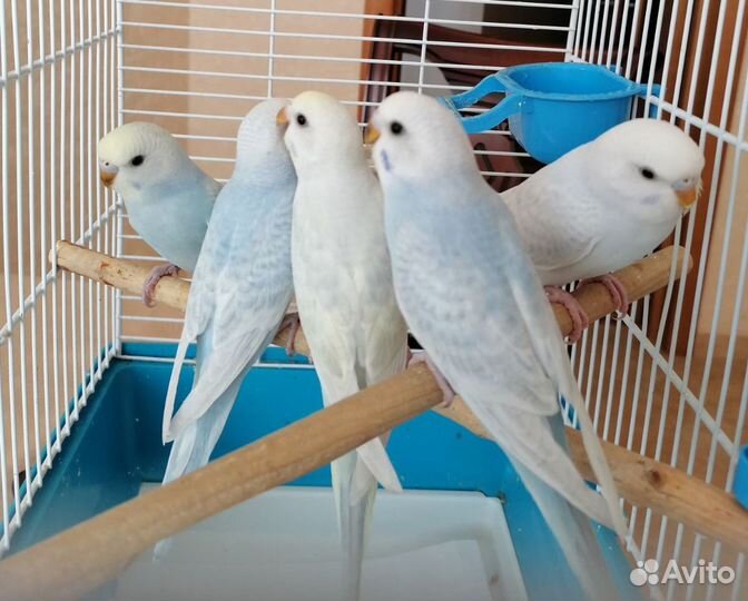 Волнистые попугайчики