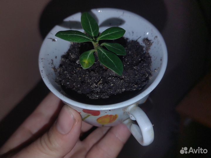 Росточек адениума