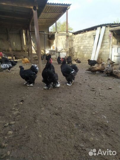 Кохинхин мраморный