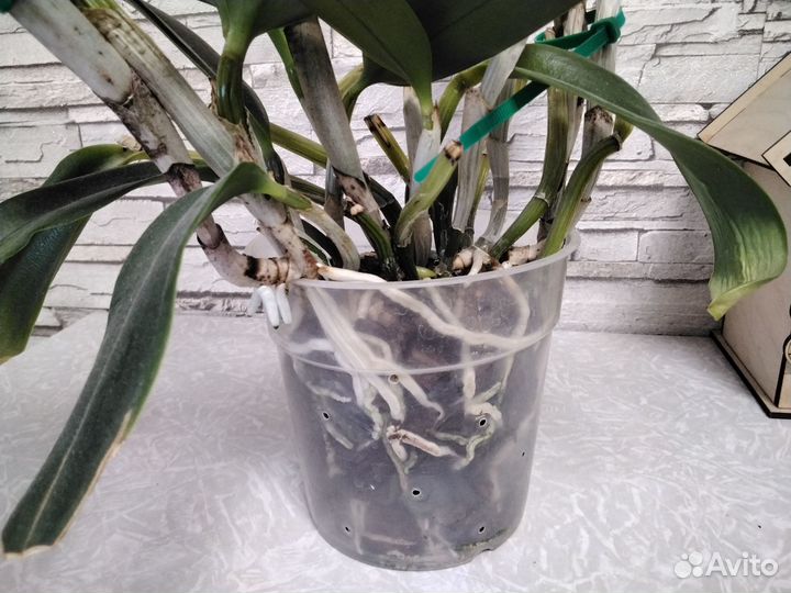 Орхидея каттлея