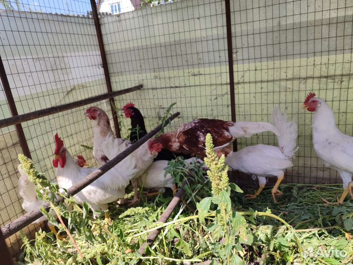 Петушки 4 месячные