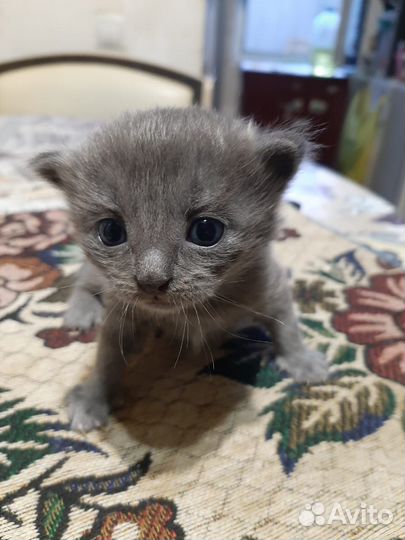 Котенок няшка