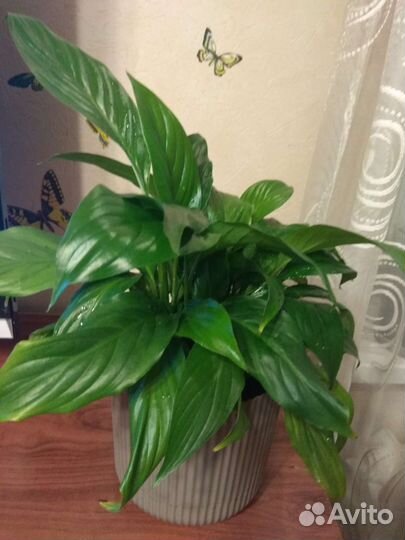 Продается цветок спатифилиум